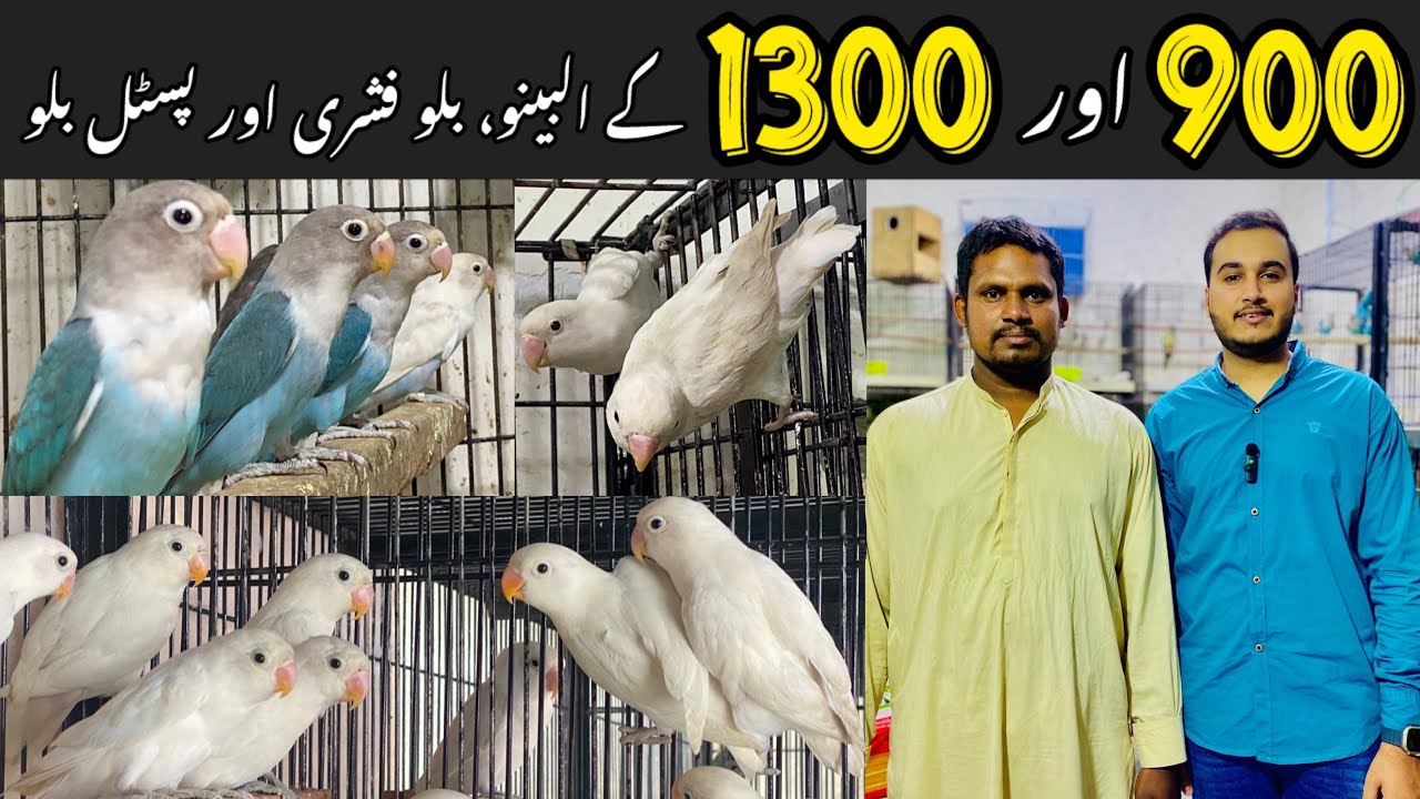 900 or 1300 ky lovebirds 😱Albino, blue fishre & pastel blue #rawalpindibirdsmarket #birdsmarket