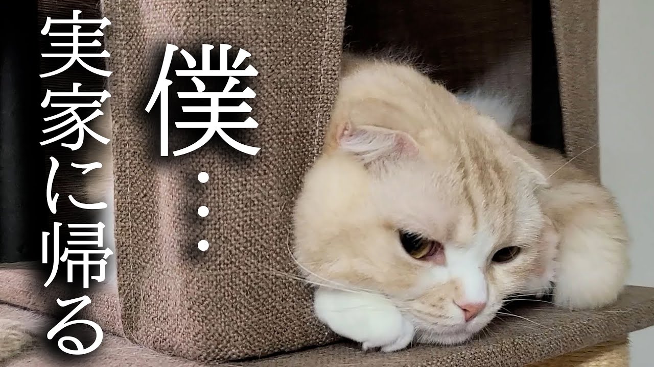 一家離散！理不尽に犬に怒られて文句が止まらない猫が...