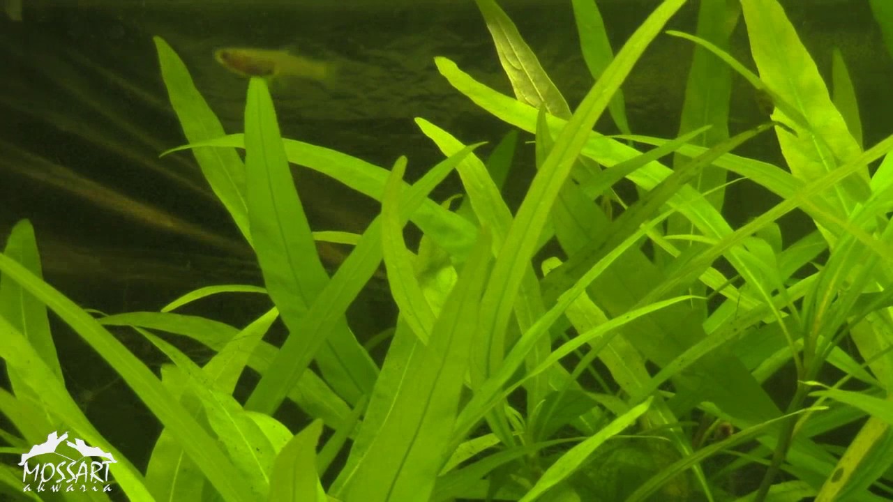 🌿Hygrophila Angustifolia🌿