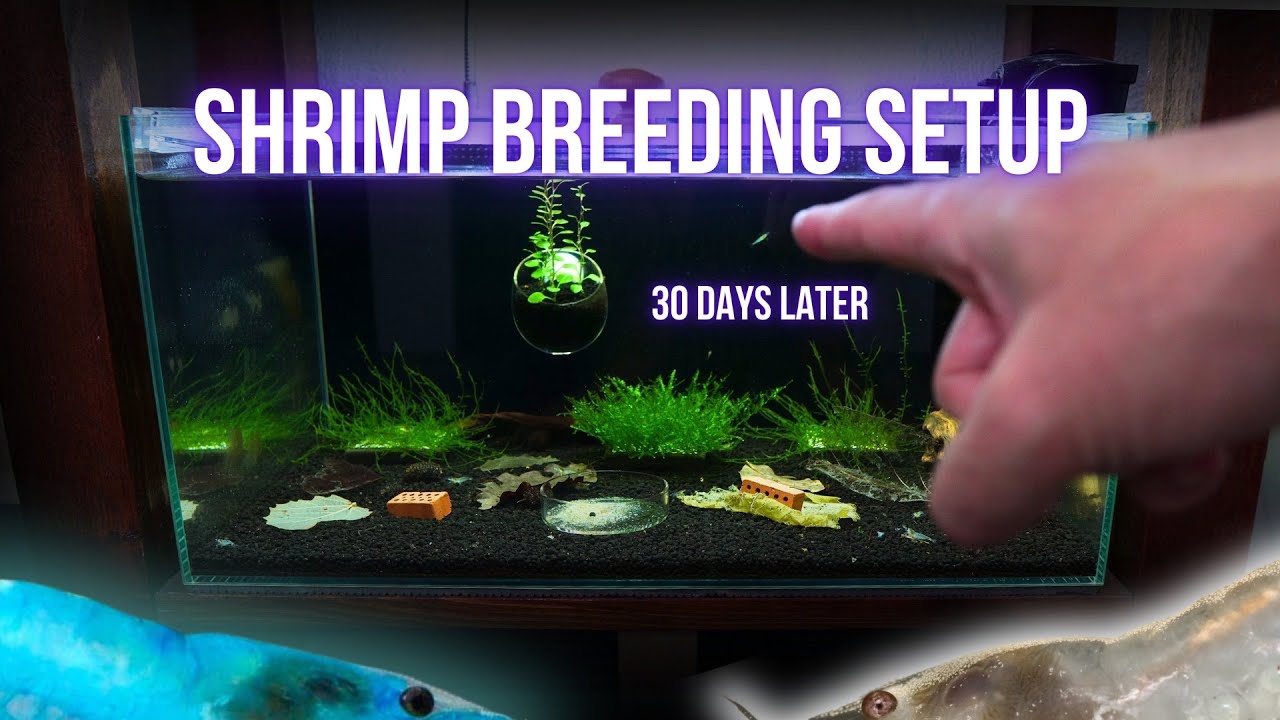 Shrimp Tank Setup for BLUE & WHITE Neocaridina (Step by Step Shrimp Aquarium) | BREEDING FOR PROFIT