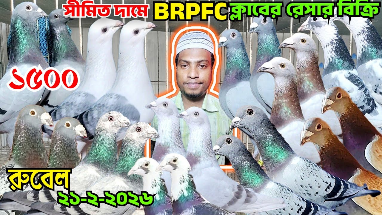 BRPFC ক্লাবের রেসার কবুতর কিনুন মাগনা দামে।আসল রেসার কবুতর বিক্রিহবে,রেসার কবুতর দাম জানুন। রুবেল 