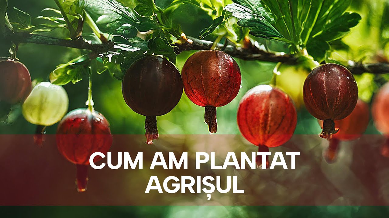 Cum am Plantat in gradina un Agris Rosu cumparat din piata - metoda simpla care functioneaza pt mine