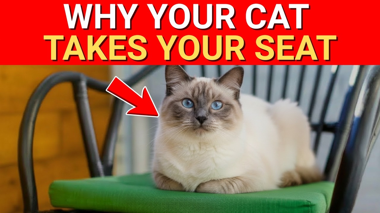 If Your Cat Takes Your Seat, This Is the Secret Message They're Sending You
