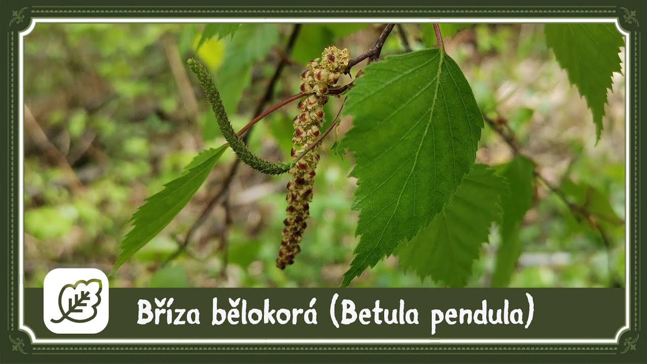 Bříza bělokorá - léčebné účinky / zajímavosti 🌳