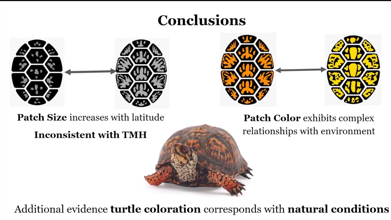 Hue's in the shell? Investigating geographic variation in Woodland Box Turtle color-Marcus Williams