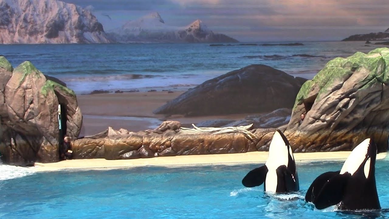 First Public Orca Encounter Rehearsal at SeaWorld San Diego 5-26-17