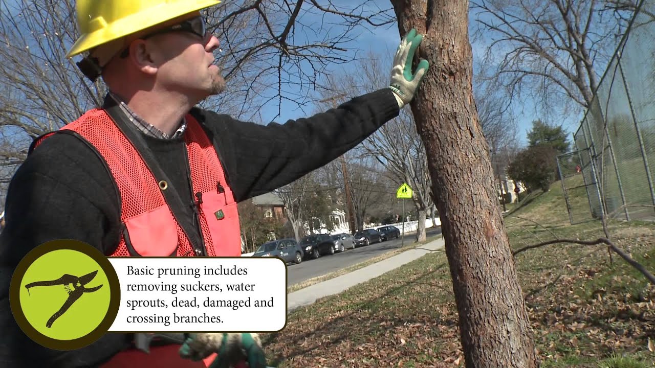 How to Prune: Basic Pruning