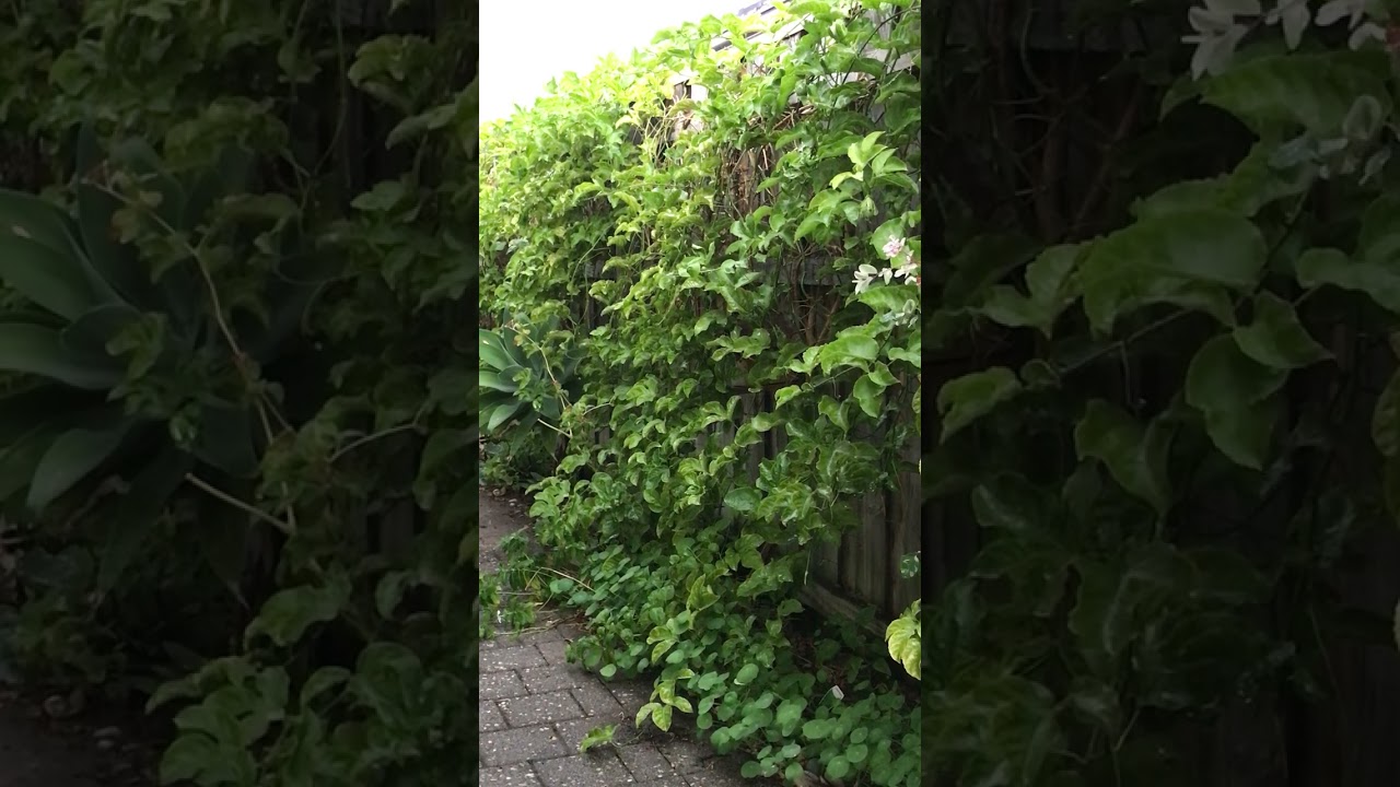 Calming Rain