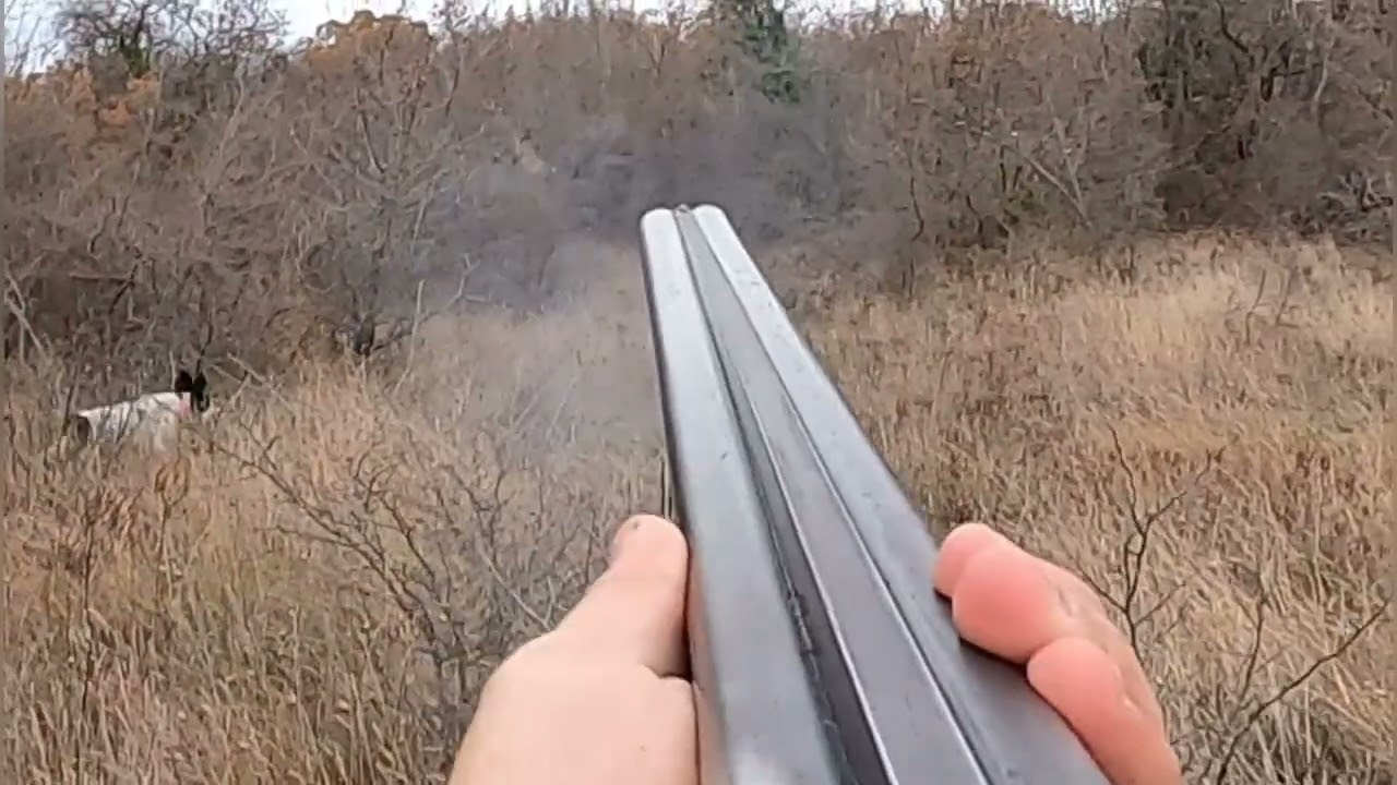 Caccia alla beccaccia/ Woodcock hunting/ Lov na šljuku-benu/ engleski seter