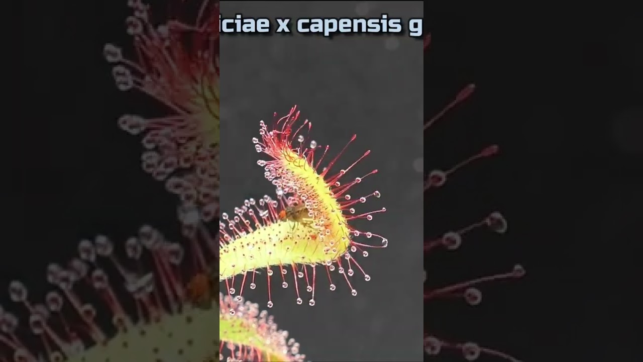 Drosera aliciae x capensis gets fly Timelapse #shorts sundew / Sonnentau Zeitraffer