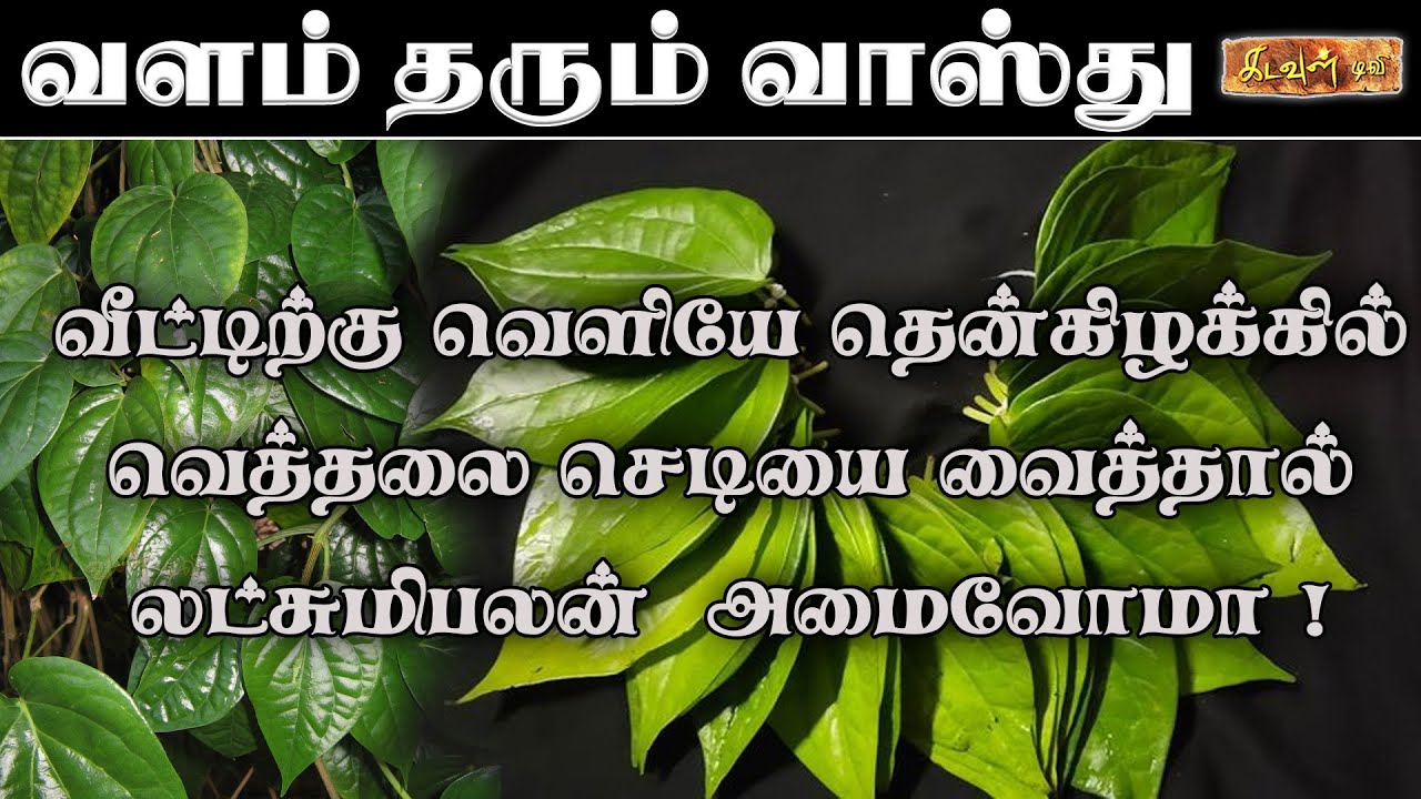 தென்கிழக்கில் இந்த செடி இருந்தால் தாய்மார்களுக்கு மாதவிடாய் பிரச்னைகள் குறையுமா ! | Vastupalan