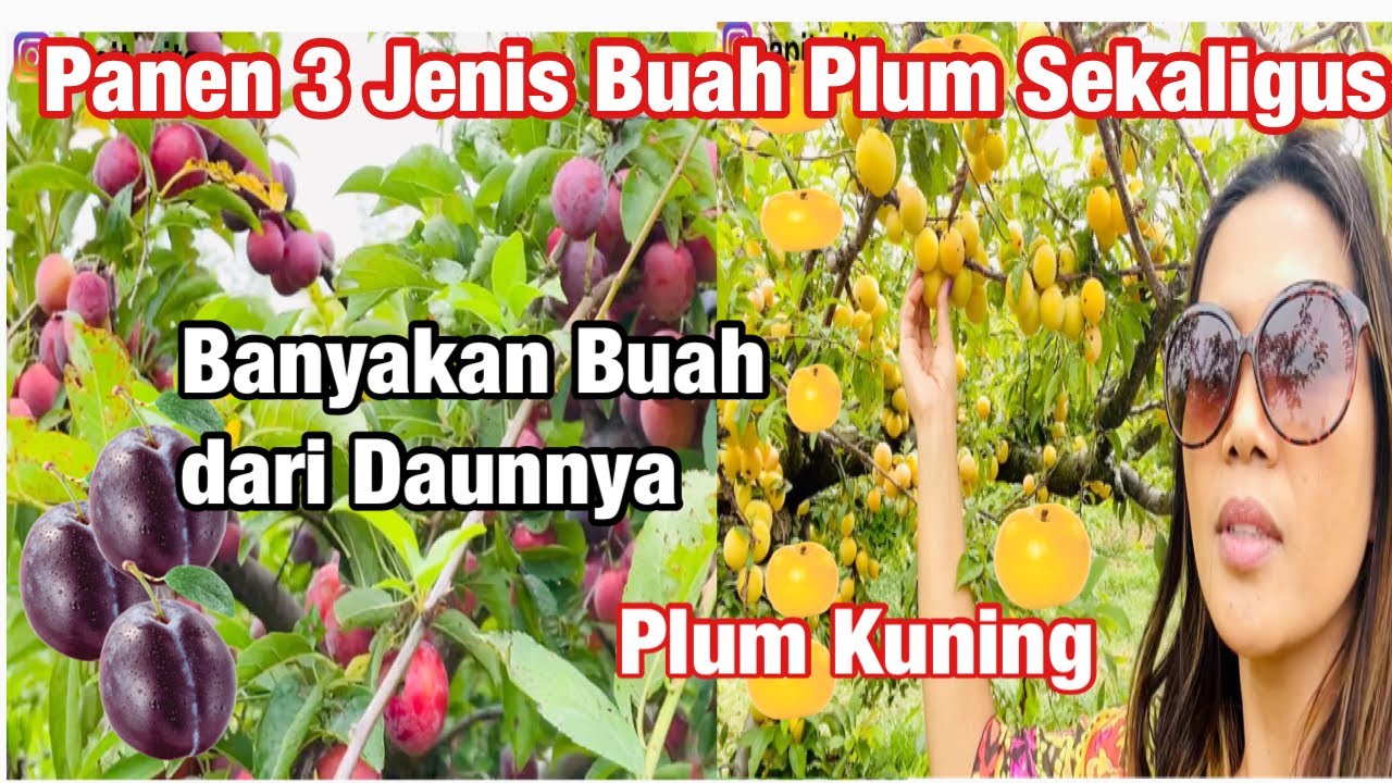 PANEN BUAH PLUM UNGU KUNING  MERAH DI PERKEBUNAN DI AMERIKA KAMI DAN MAKAN SAMPAI KENYANG BANGET! 🥳