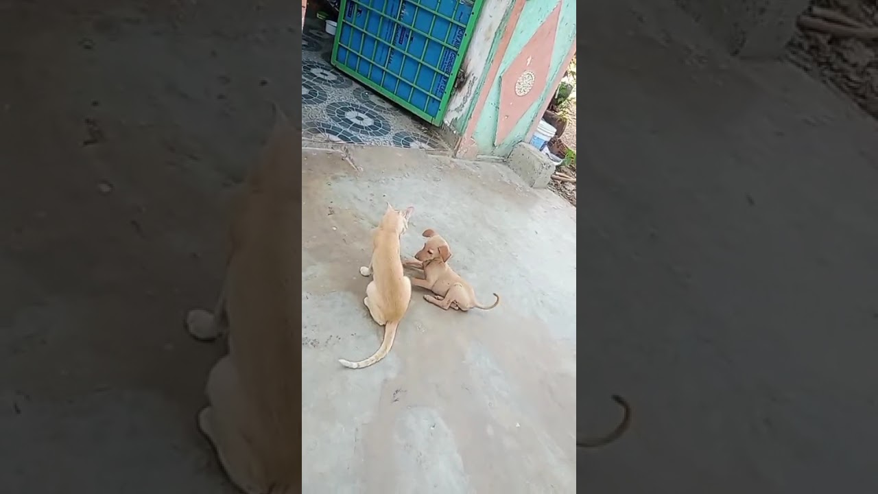 Unbelievable Cat and Dog Friendship That Will Melt Your Heart 🐶🐱