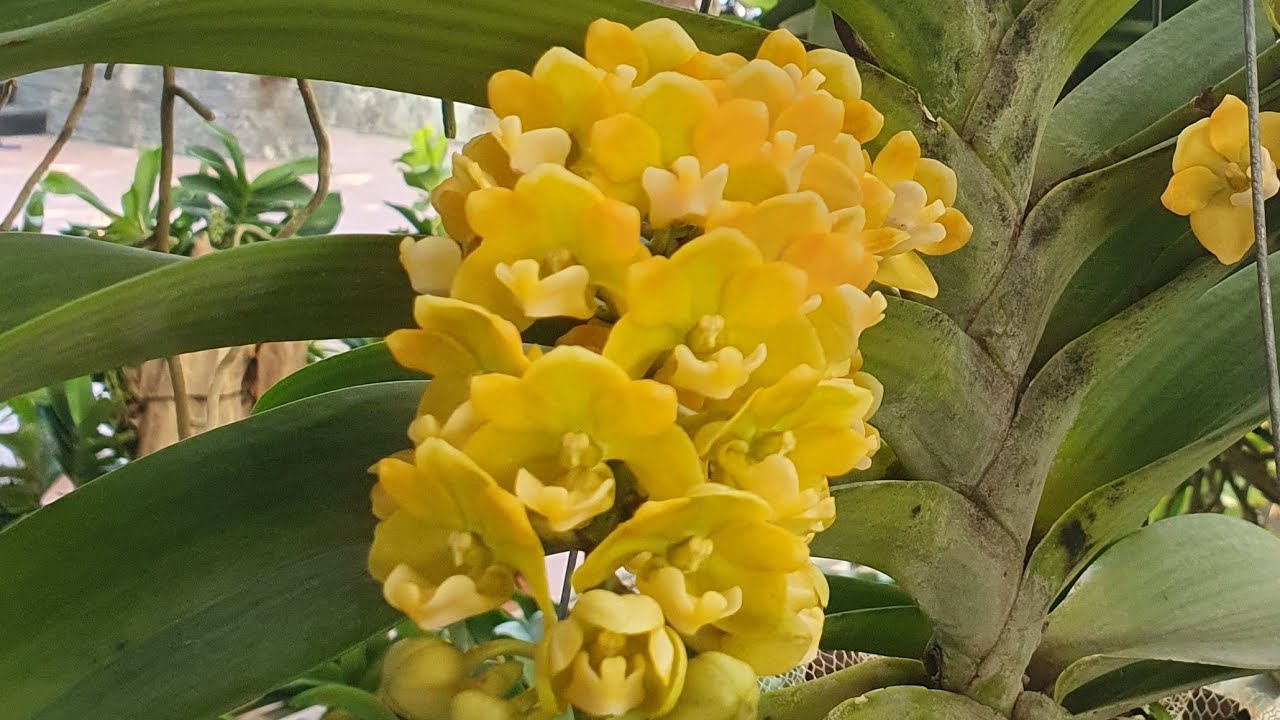 đai châu chơi hoa tết @916594696