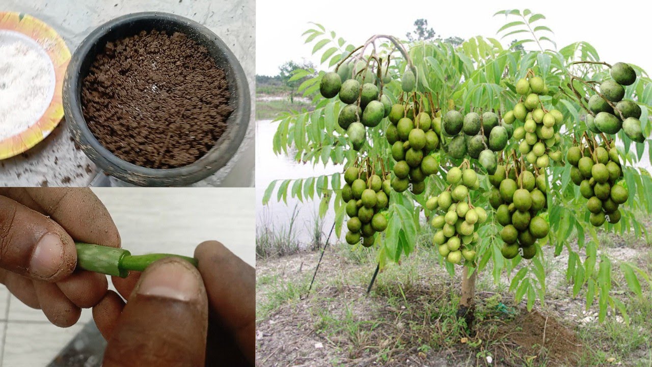 How do you grow a june plum tree very easy method | lot of June plum fruits & cuttings