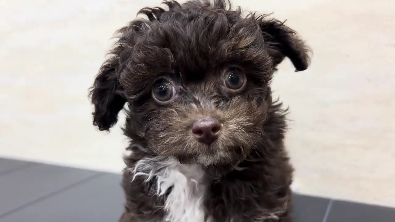 198076 チワプー