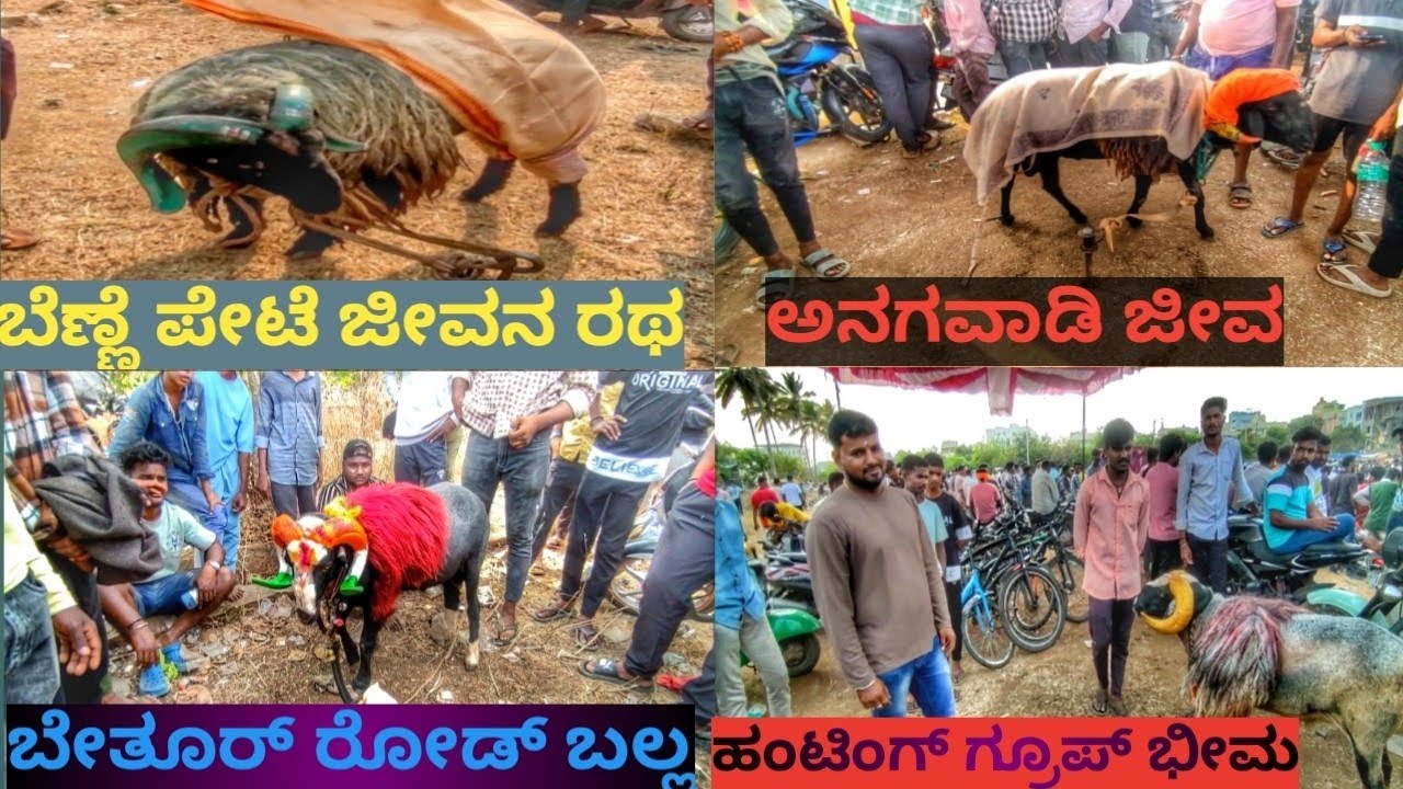 ಒಂದು ಲಕ್ಷ ರೂಪಾಯಿ ನಿಟುವಳ್ಳಿ ರಾಬರ್ಟ್ ಗ್ರೂಪ್ ಕಣಕ್ಕೆ ಬಂದಿದ್ದ ಎಂಟು  ಹಲ್ಲಿನ ಟಾಪ್ ಟಗರುಗಳು...