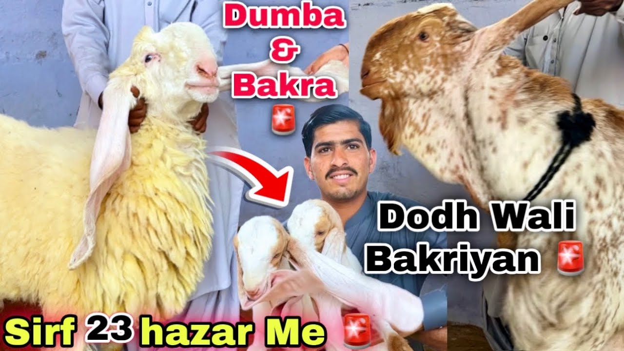 Karachi Ki Sab Se Shikar Rates Mandi 🚨 | Qurbani 2026 Ka Bakray & Bacho Wali Bakriyan | Bakra Mandi 
