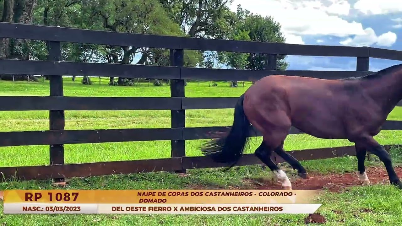 NAIPE DE COPAS DOS CASTANHEIROS - DOMADO - 4º CASTANHEIROS PARA O LAÇO 