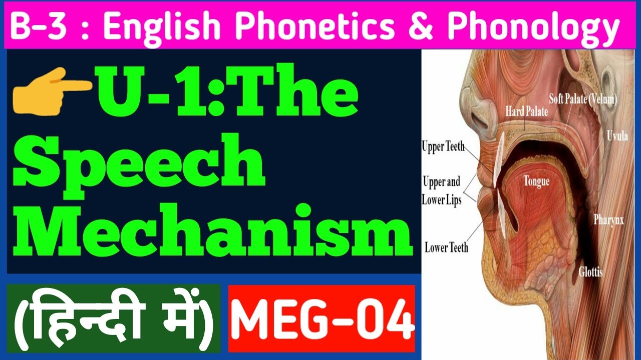 The Speech Mechanism || organs of speech || Phonetics & Phonology ||MEG-04 || Aspects of Language ||