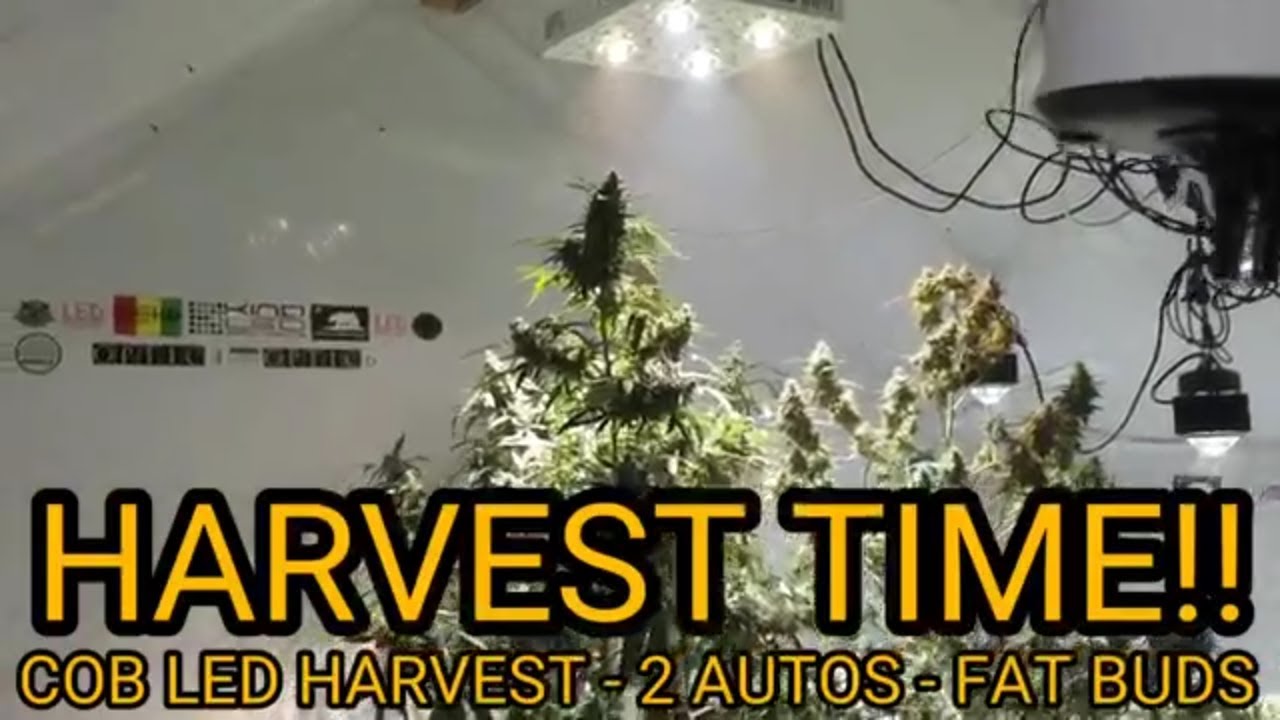 Optic 4 COB LED Autoflower Harvest - Glueberry OG, Auto Extreme & Auto Blue Dream - 2 Phase Harvest