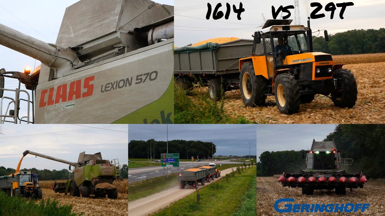 Ursus 1614 | Claas Lexion 570 | Kukurydza na ziarno