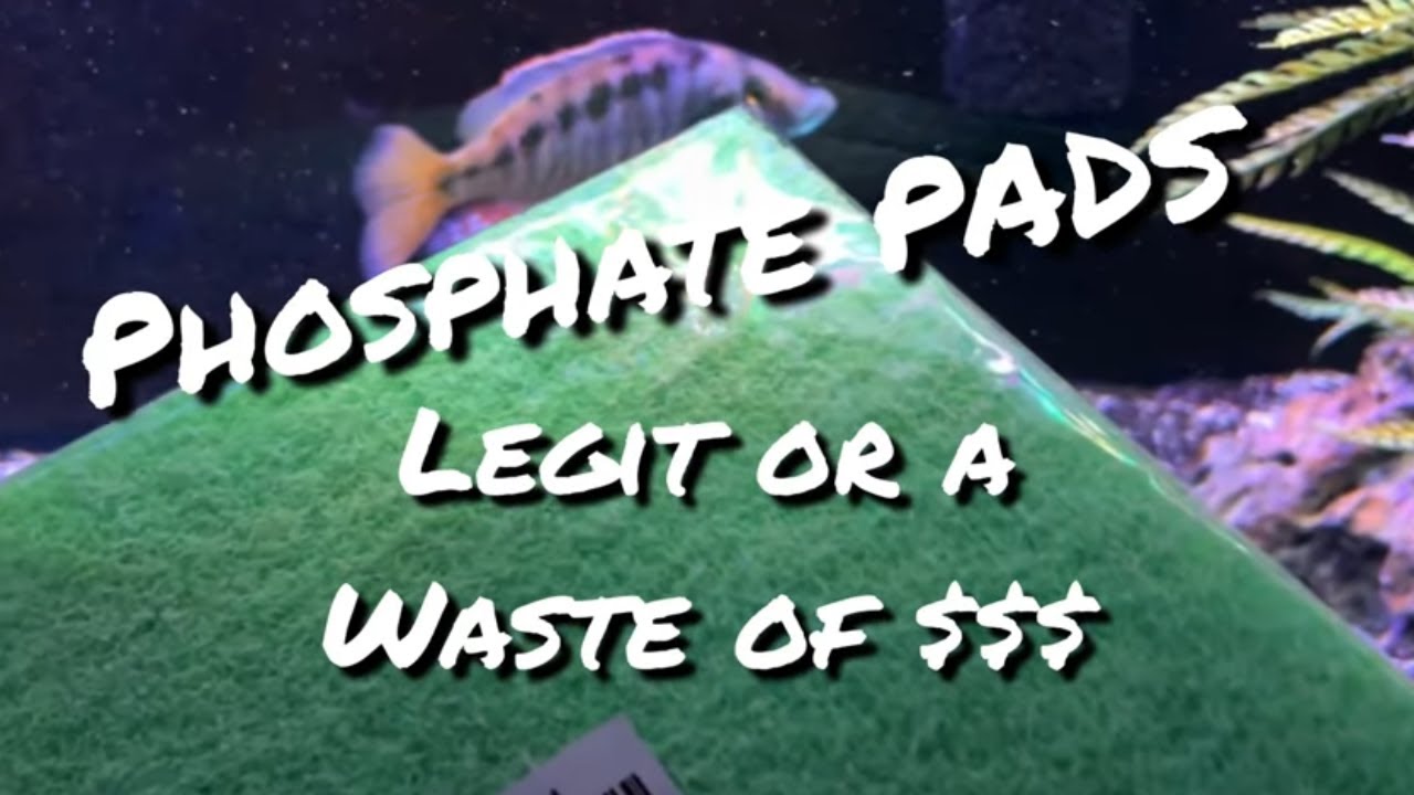Is the Brown Algae Gone? [Phosphate Pads from Aquarium Co-Op] *A Waste of Money?* My Conclusions!
