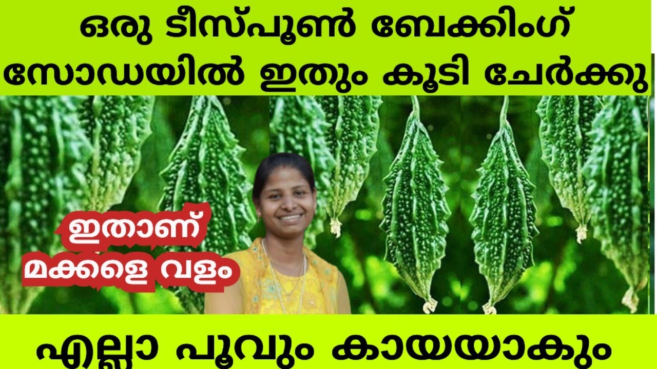 പാവയ്ക്ക വള്ളിയിൽ അത്ഭുതം കാണാം ഒരാഴ്ച മതി|Krishi Malayalam |Pavakka Krishi|Bitter Gourd Cultivation