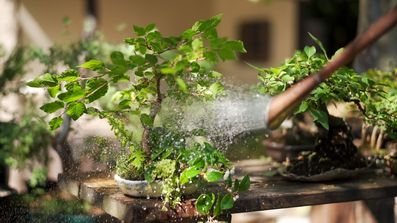 Creating a Saika bonsai FULL VERSION