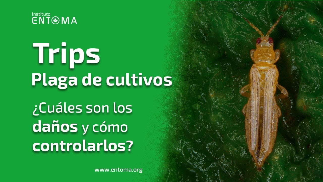 👨🏻‍🏫Trips de las flores ¿Cuáles son los daños y cómo controlarlos? - PLAGAS AGRÍCOLAS🌿