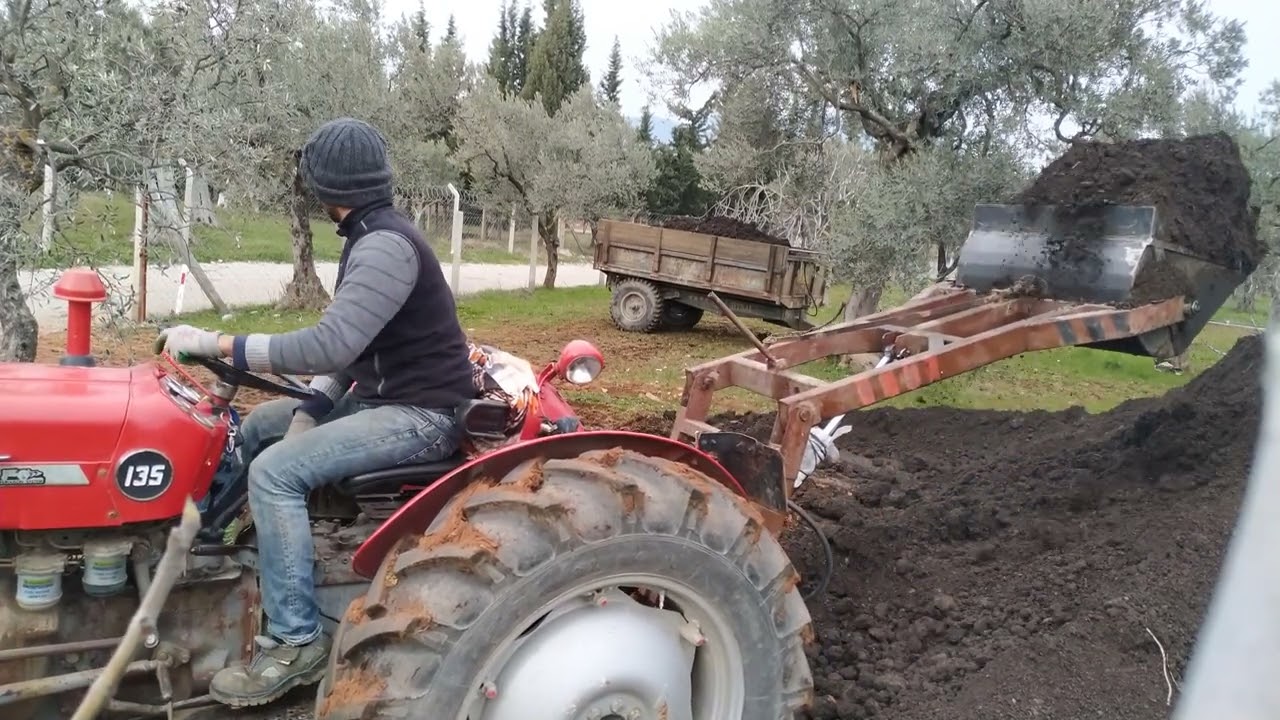1969 model MF 135 ile zeytinliklere gübre taşıma