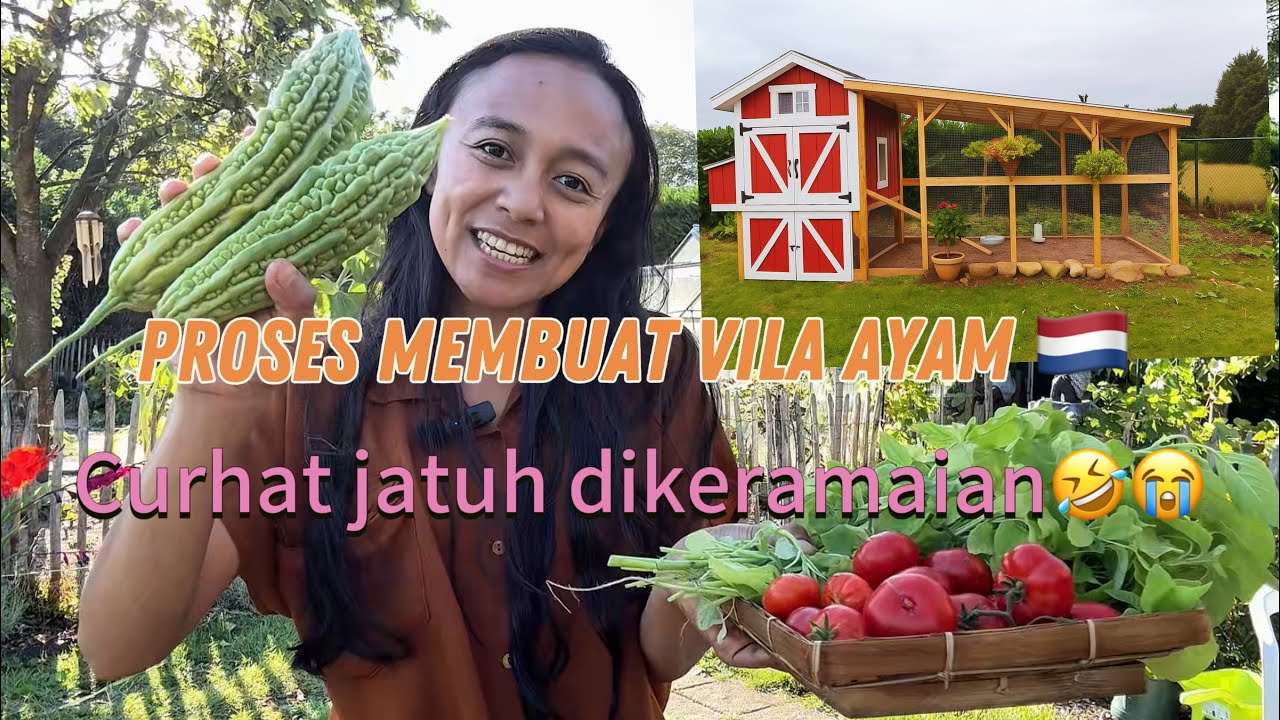 CERITAKU JATUH || PANEN BAYAM PARE DAN RANTI DI BELANDA 