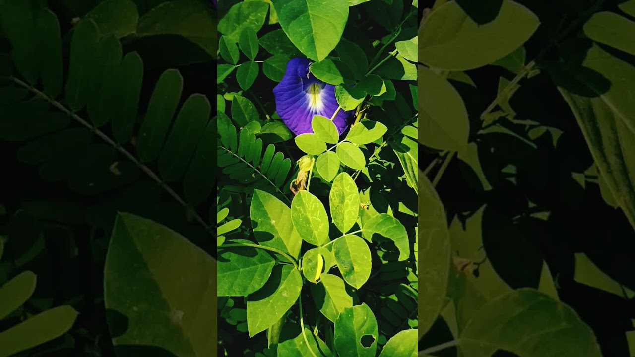 Aparajita Flower||Clitoria ternatea||Fabaceae||Blue pea||Bluebellvine||Asian pigeonwings#shorts