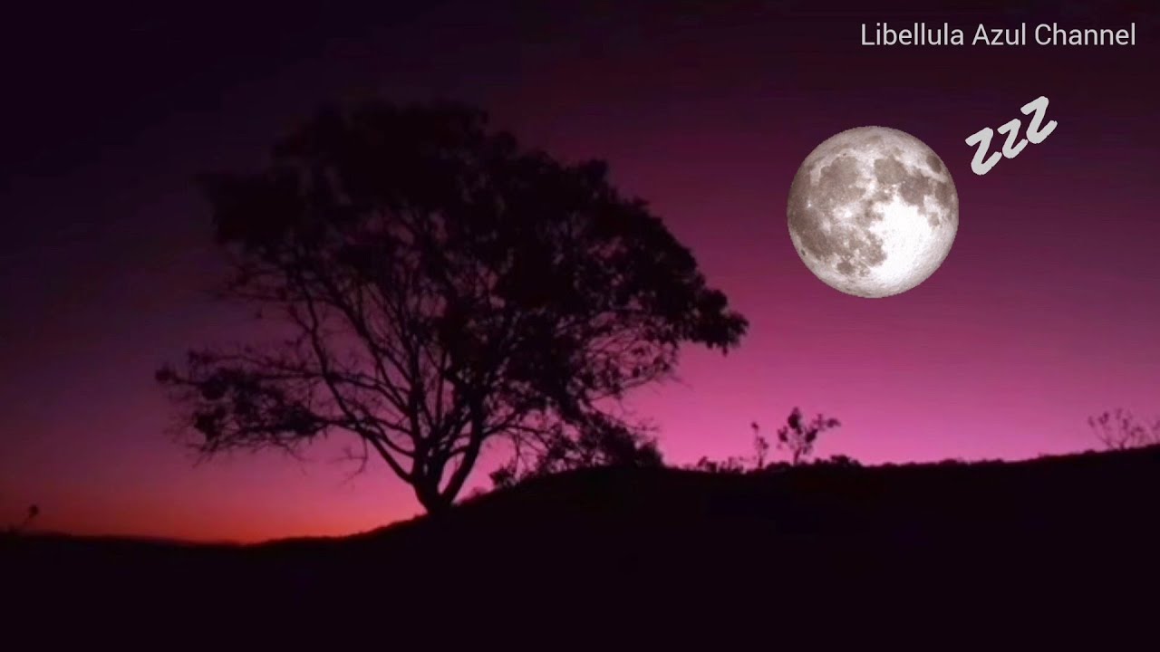 Som da Noite na Ro&ccedil;a|Barulho Da Ro&ccedil;a|Canto do Arutau e M&atilde;e da Lua | Natureza #ro&ccedil;a #somdanatureza