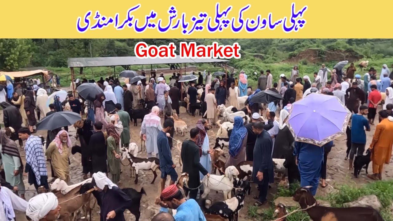 Bakra mandi dongi kotli mirpur Ajk in Beetal goats rajanpuri goats | Gotas market dongi kotli mirpur