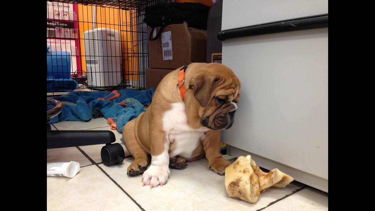 English Bulldog and French Bulldog - Bulldog Puppy Play Time