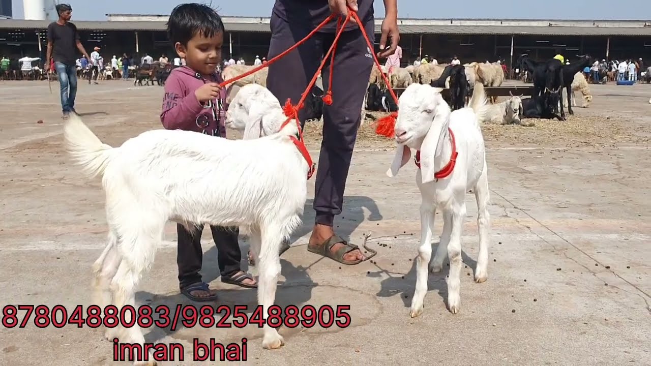 SACHIN BAKRA MANDI I SURAT BEST MANDI