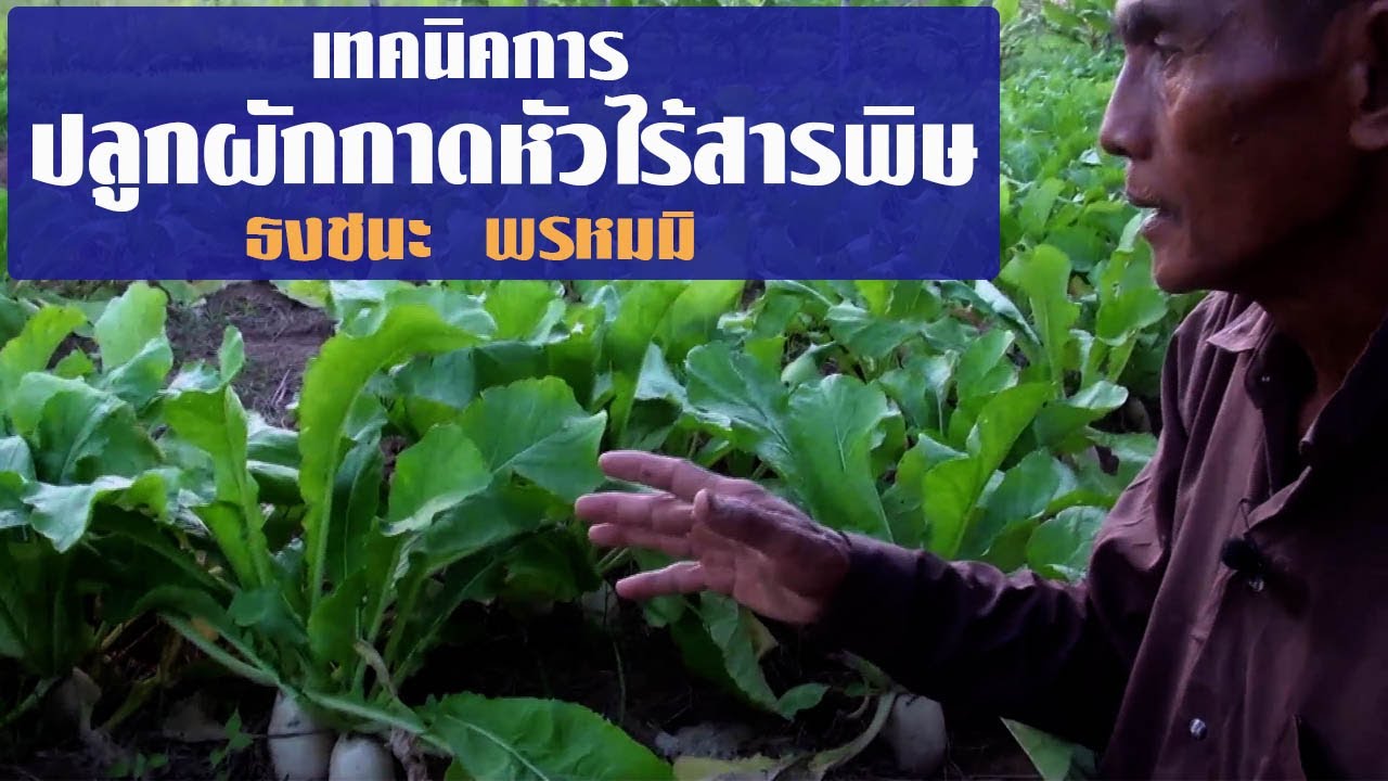 ปลูกผักกาดหัวไร้สารพิษ-ธงชนะ พรหมมิ
