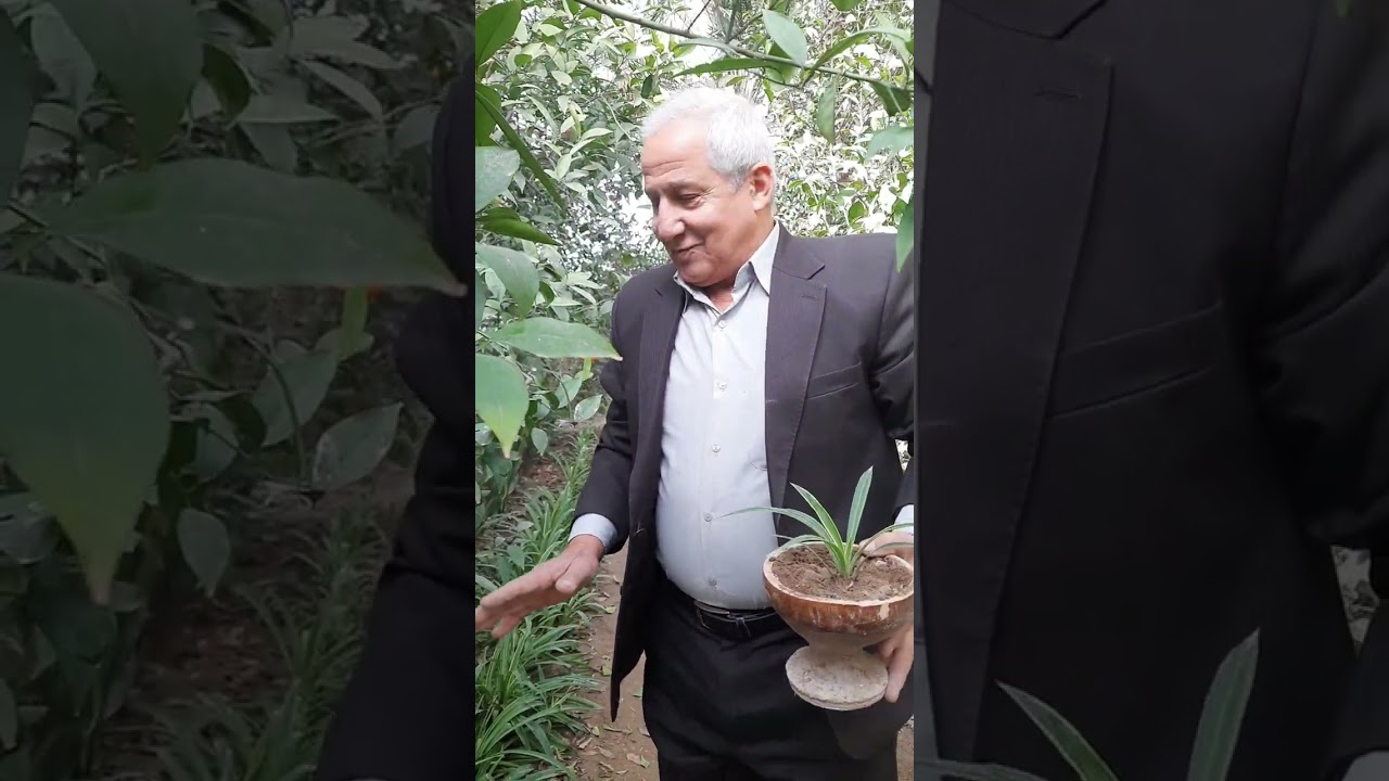 ماذا تعرف عن نبات العنكبوت 