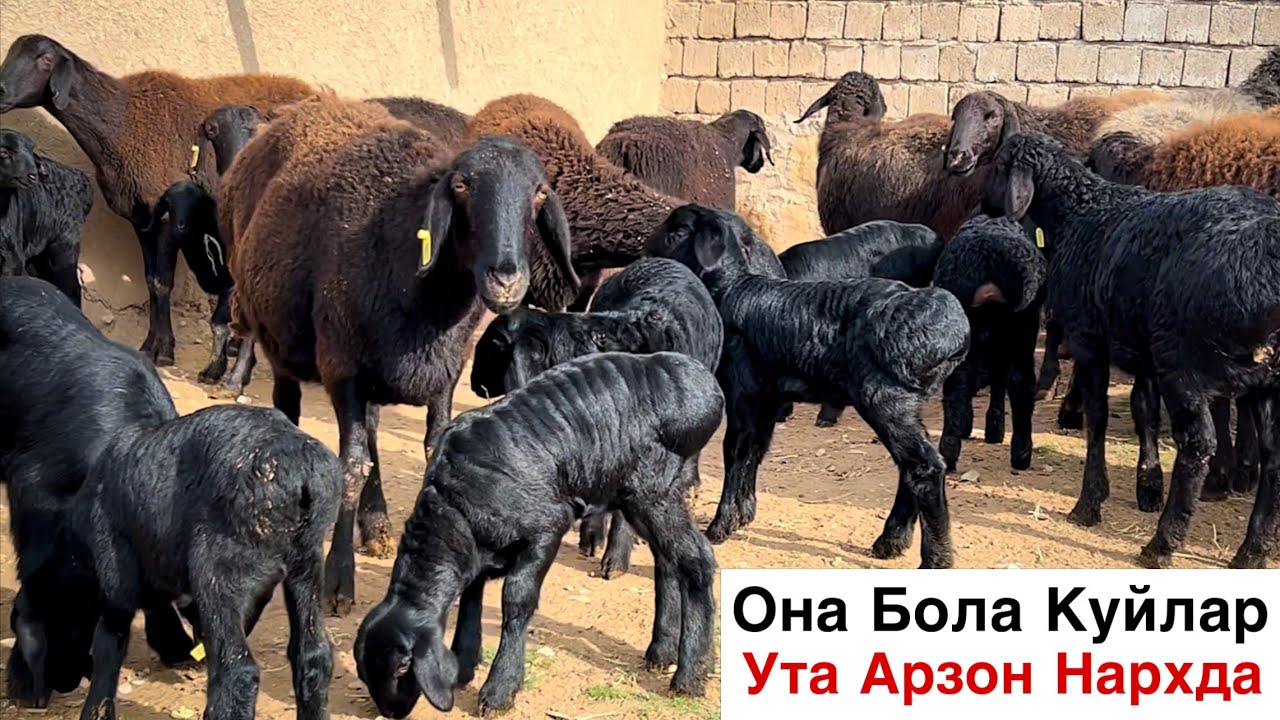 ЙОМГИРДА КОЛДИ! ☎️+998 77 106 6447