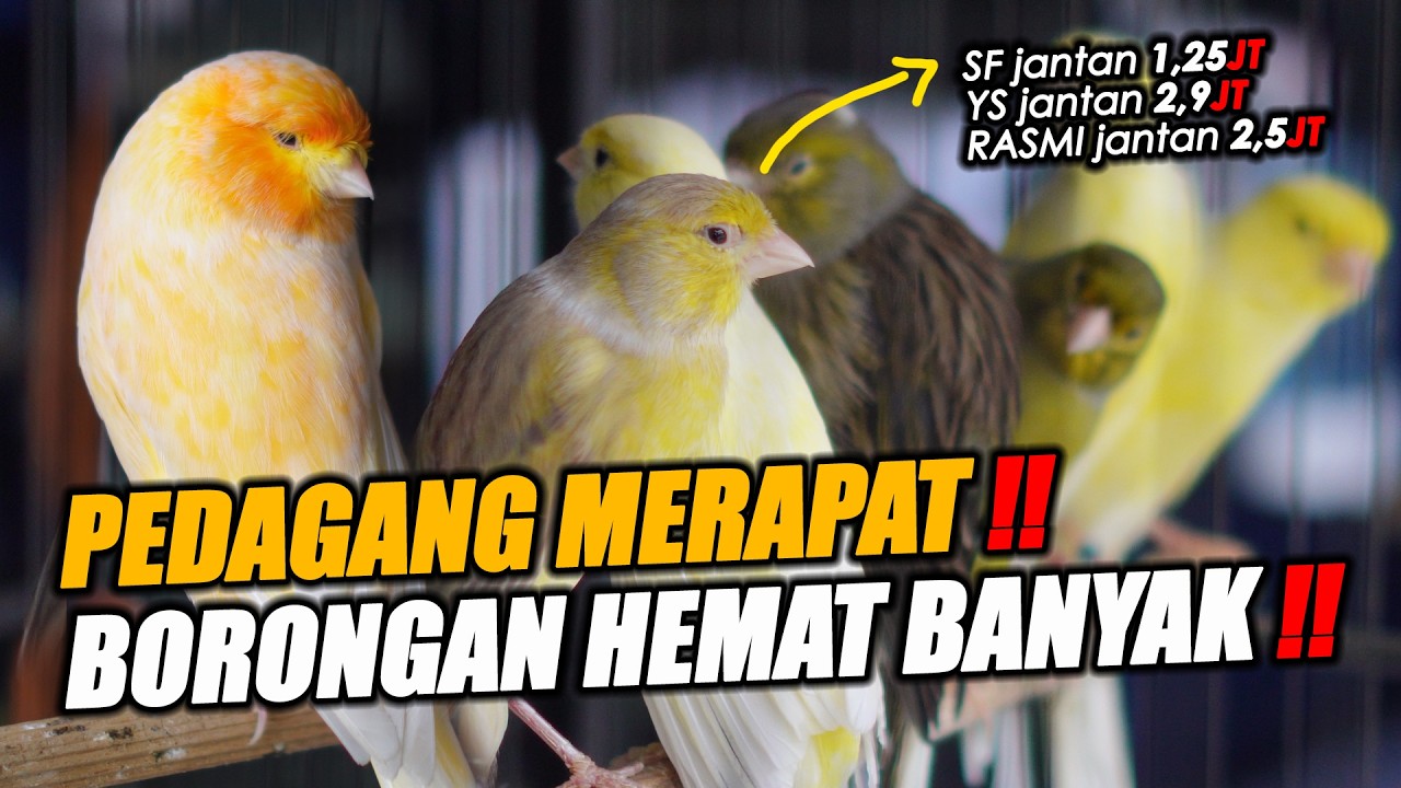 STOK TERBATAS !!! SF RASMI YORKSHIRE KHUSUS PEDAGANG WAJIB AMBIL SEBELUM LEBARAN #kenarijogja