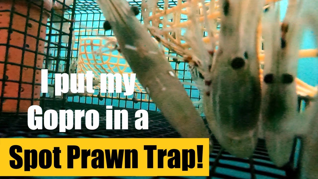 I put my GoPro in a Spot Prawn Trap. Underwater footage. Vancouver BC