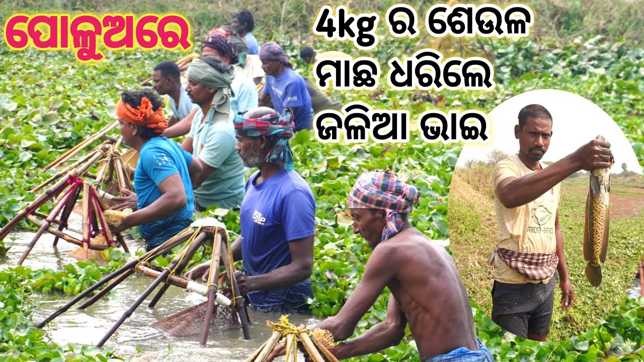 ଆଜି ବଡ଼ ବାଳିଆ ମାଛ // ଭାଇଙ୍କର ଏକା ଥରେକେ 5kg ର ବାଳିଆ // ପୁରା ଦେଶି ଷ୍ଟାଇଲରେ ଧରିଲେ // ପୋଳୁଅ ଜାଲରେ#vlog