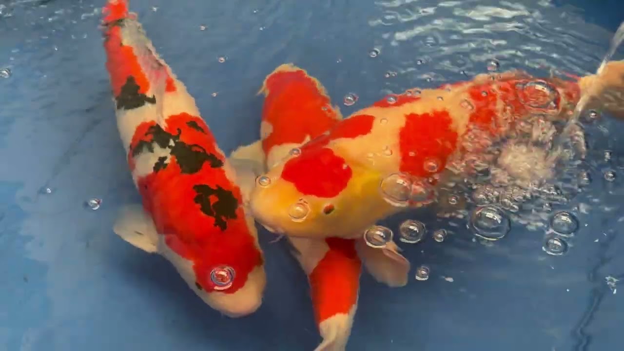 North East of England Koi Show 2024