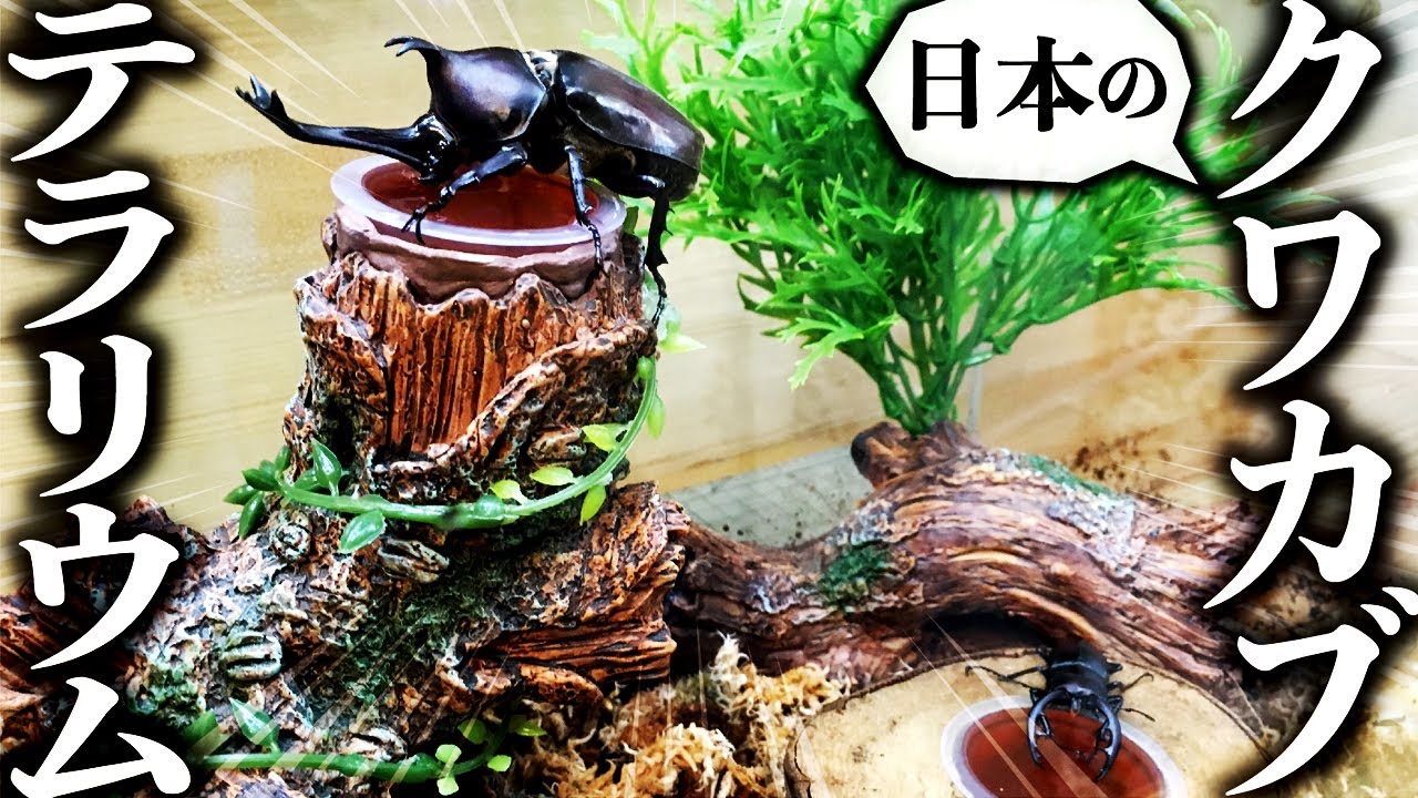 採集した地元のカブトムシとクワガタで日本のテラリウムを作って観察してみた（クワガタ自己満ラボ）