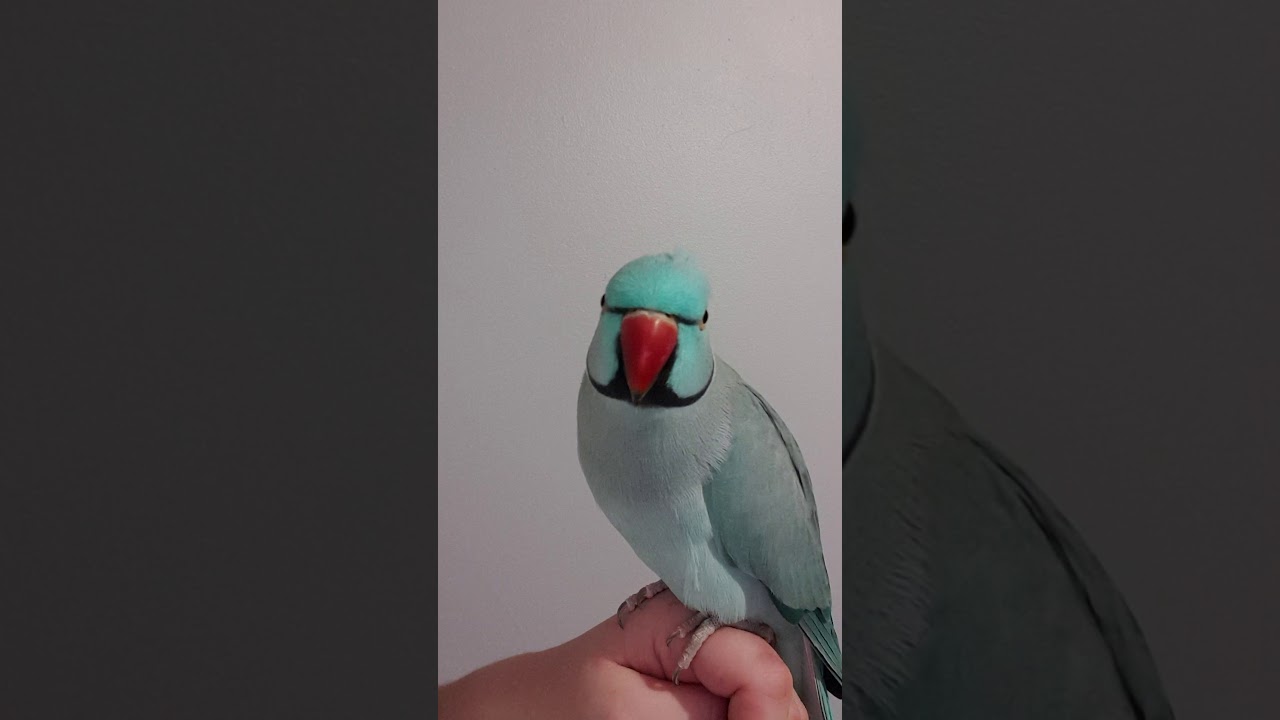 Maui the indian ringneck