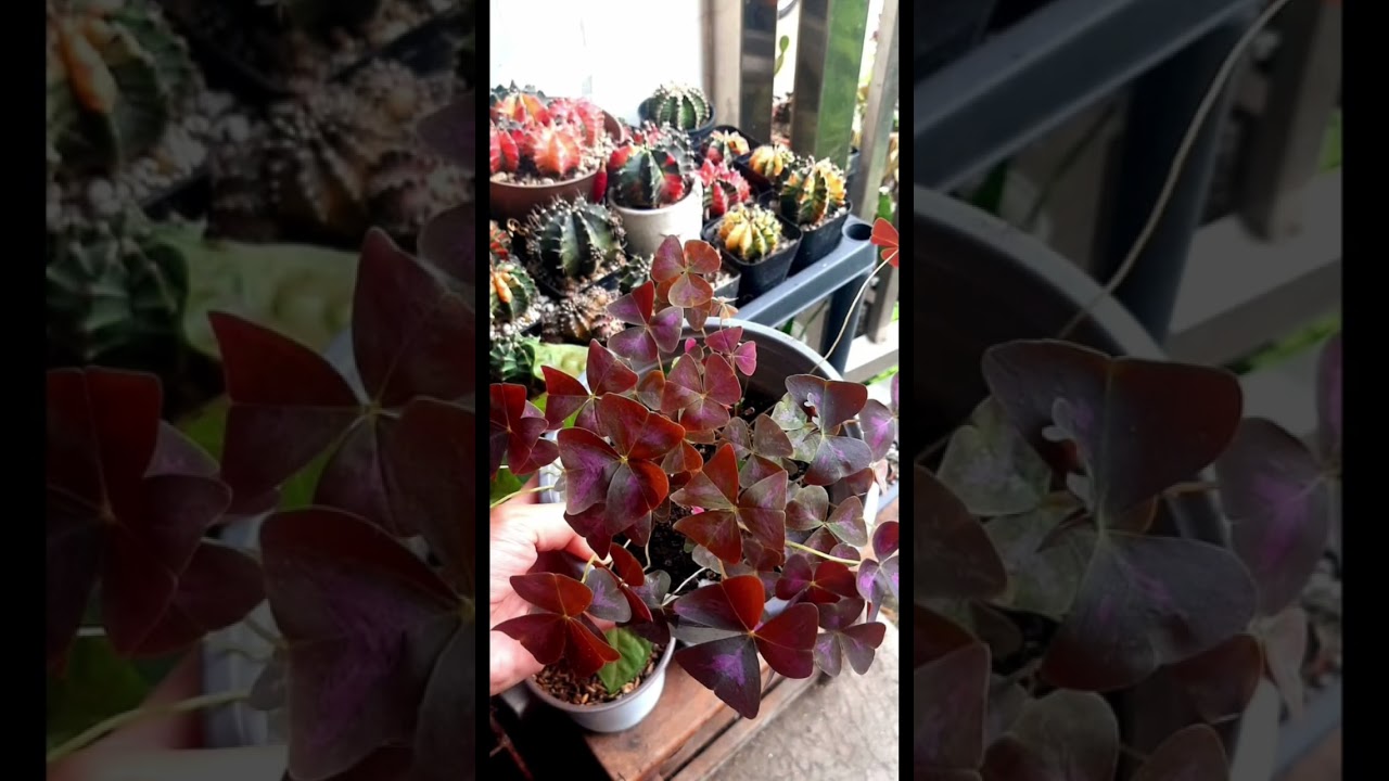 My plants are more photogenic than I am 🙄 #plants #houseplants #garden #plantlover #plantita