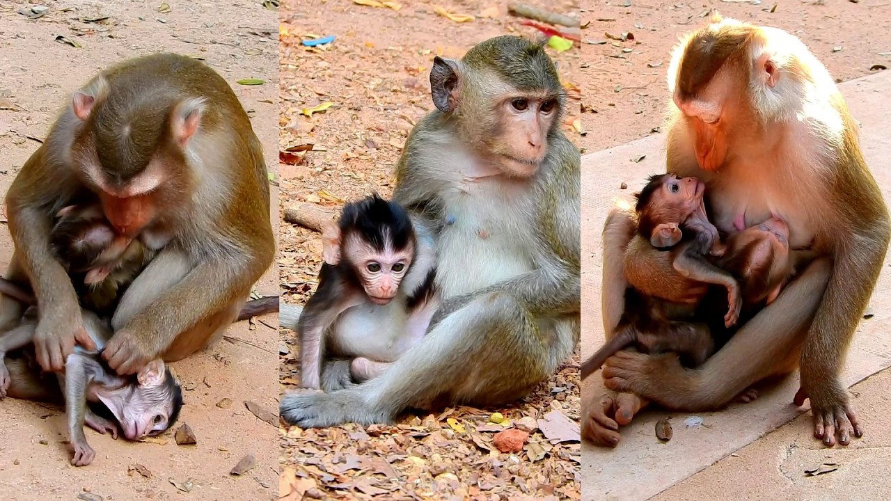 Adorable Bessie baby feels very excited joking with Lauy family.