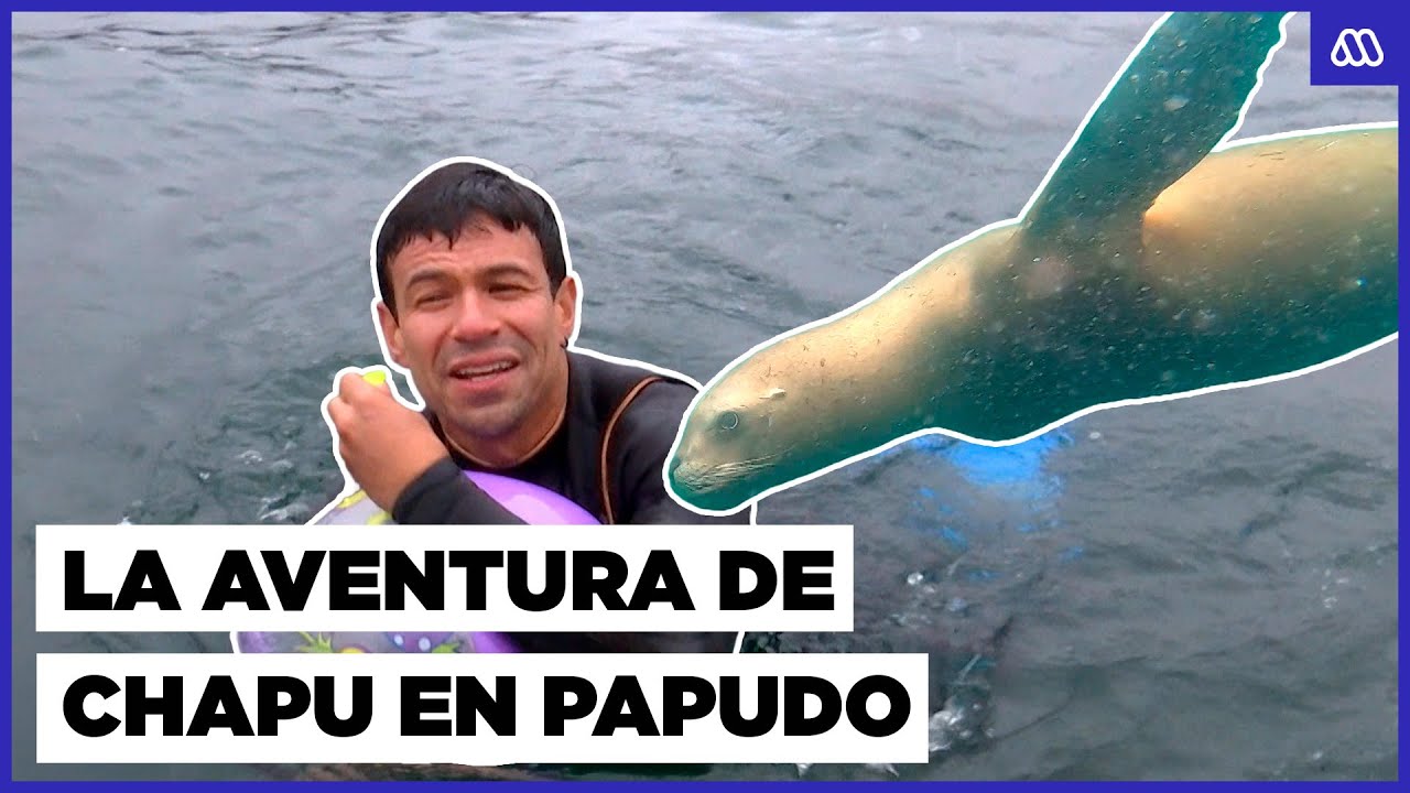 ¡Buscó al delfín 