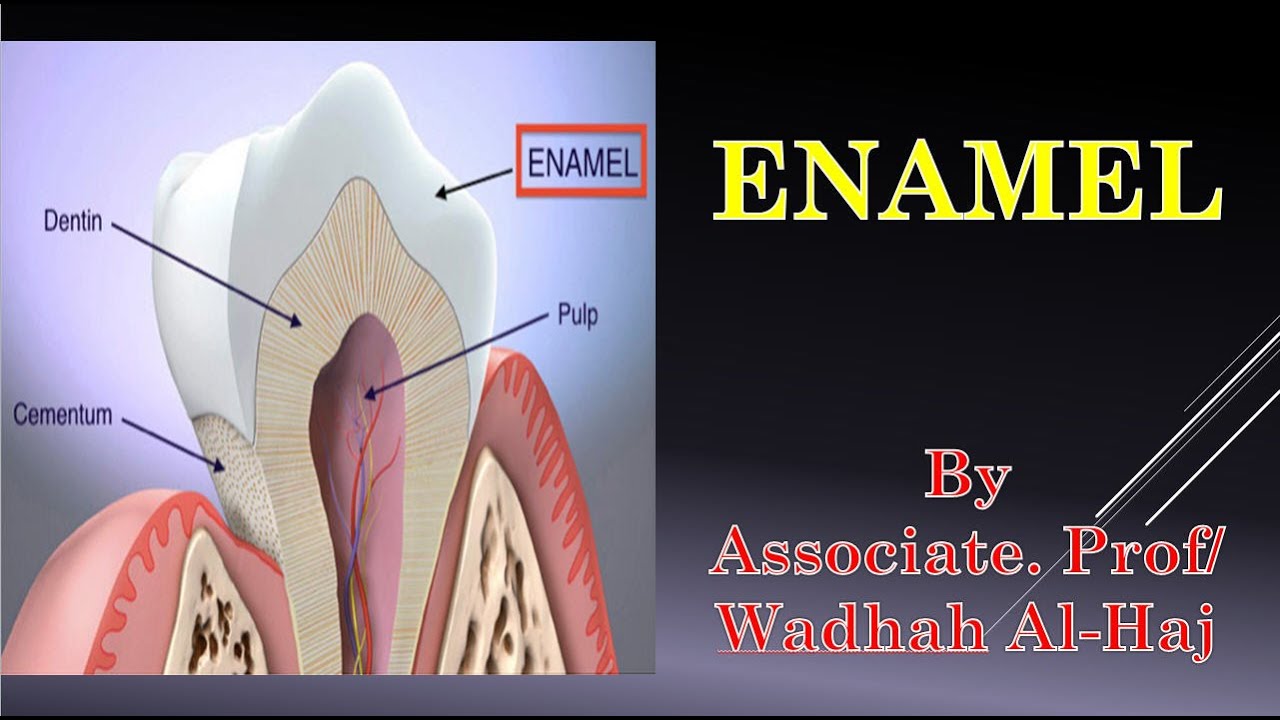 1- Enamel - Dr Wadhah Oral histology lectures.د/ وضاح الحاج